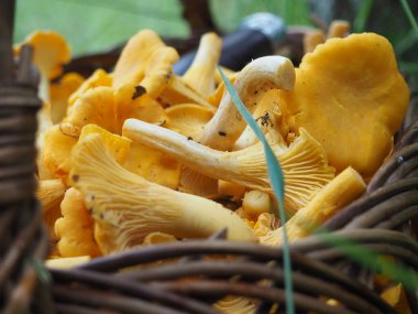 Ormanda bir sepetin içinde çok güzel mantarlar var. Ormanda mantar arayacağız. hobi