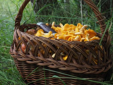 Ormanda çimlerin üzerinde bir sepet mantar. Ormanda mantar arayın..