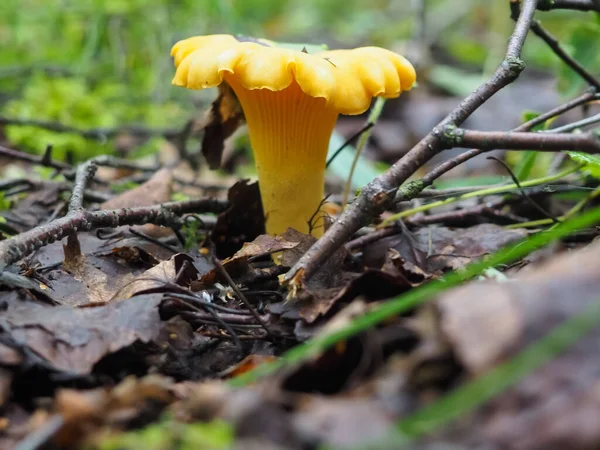 Gyönyörű Chanterelle Gomba Erdőben Közelkép Gombák Keresése Erdőben — Stock Fotó