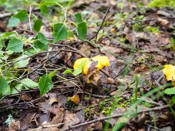 茂密的森林中美丽的长春花 在森林里寻找蘑菇 — 图库照片