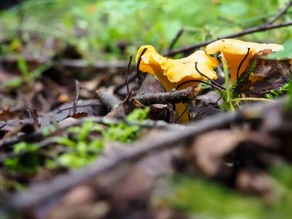 茂密的森林中美丽的长春花 在森林里寻找蘑菇 — 图库照片