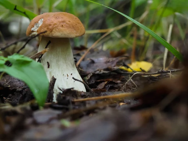 Beautiful White Mushroom Forest Search Mushrooms Hobby — Stock Photo, Image