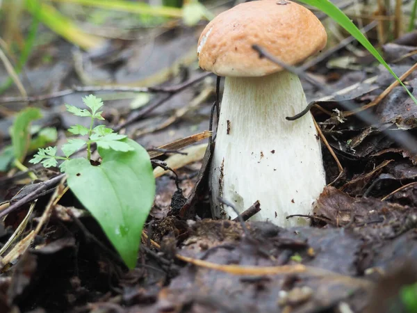 Beautiful White Mushroom Forest Search Mushrooms Hobby — Stock Photo, Image