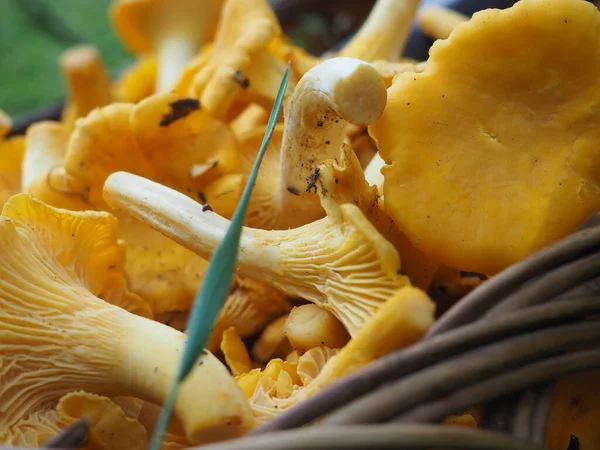 Ormanda bir sepetin içinde çok güzel mantarlar var. Ormanda mantar arayacağız. hobi