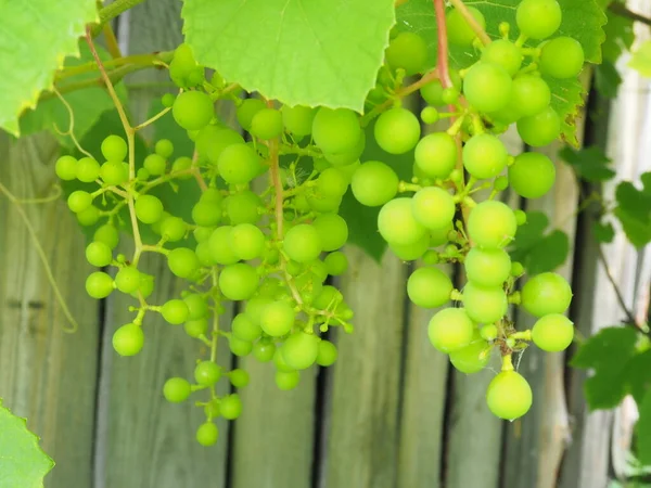 Uvas Verdes Amadurecendo Nos Ramos Verão Colheita — Fotografia de Stock