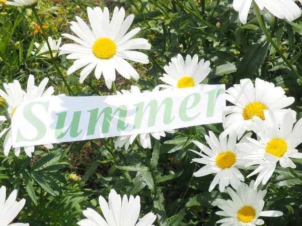 편지를 여름의 징조이다 — 스톡 사진