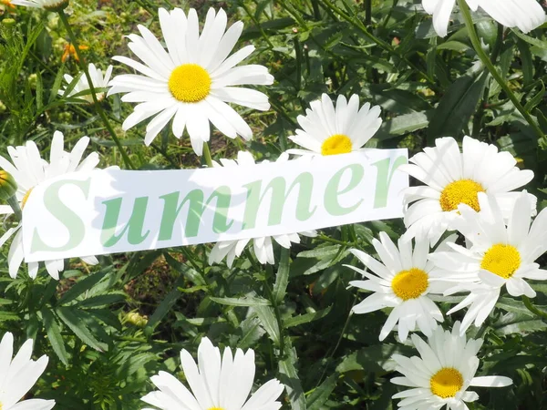 Κόψε Γράμματα Ένα Σημάδι Καλοκαιριού Στα Λουλούδια Καλοκαίρι — Φωτογραφία Αρχείου