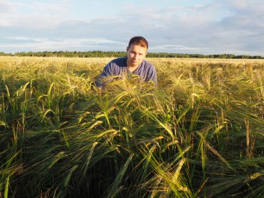 Buğday tarlasında genç bir adam. Olgun buğday kulakları. Hasat. Yaz sonu