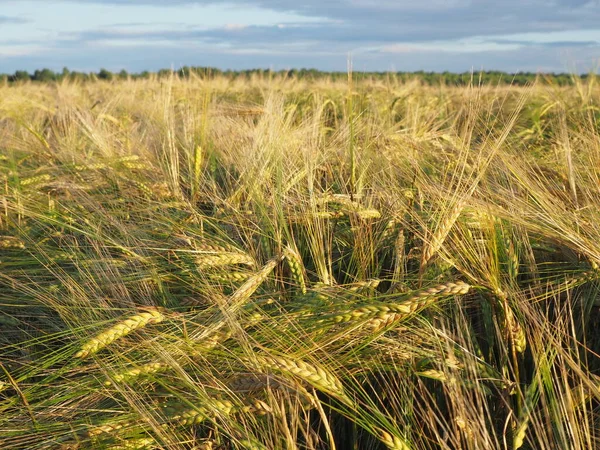 Campo Agricolo Spighe Mature Grano Raccolto Fine Estate — Foto Stock