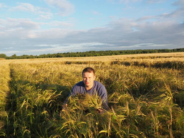 Buğday tarlasında genç bir adam. Olgun buğday kulakları. Hasat. Yaz sonu
