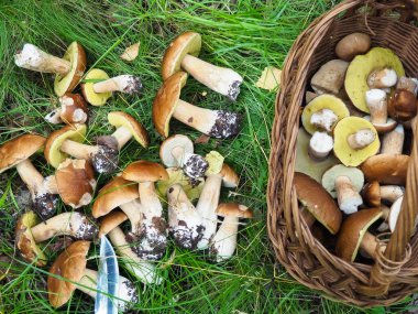 Ormanda toplanmış porcini mantarları. Sepet. Sessiz bir av. hobi