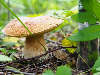 Ormanda bıçaklı nefis beyaz mantarlar. poster.