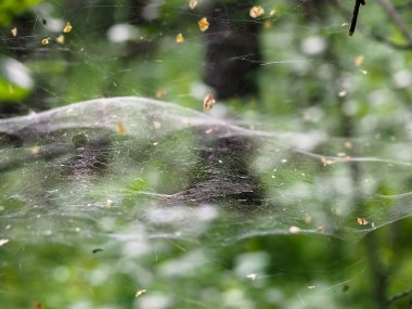 Ormandaki çalıların üzerindeki ağ. orman