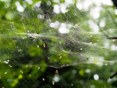 Ormandaki çalıların üzerindeki ağ. orman