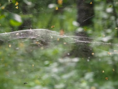 Ormandaki çalıların üzerindeki ağ. orman