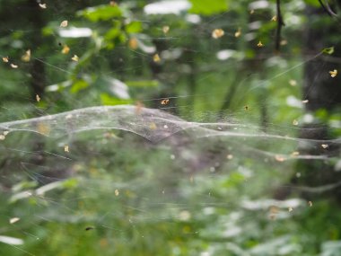 Ormandaki çalıların üzerindeki ağ. orman