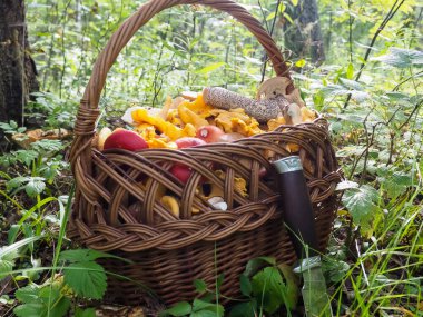 Ormanda bir sepet mantar. Cırcırböceği. Hasır sepet.