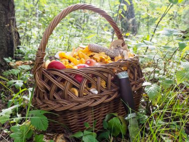 Ormanda bir sepet mantar. Cırcırböceği. Hasır sepet.