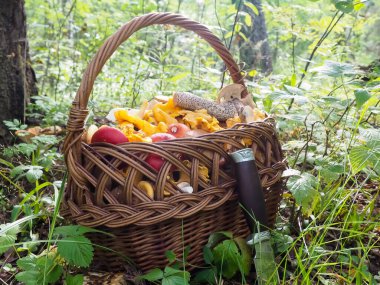 Ormanda bir sepet mantar. Cırcırböceği. Hasır sepet.
