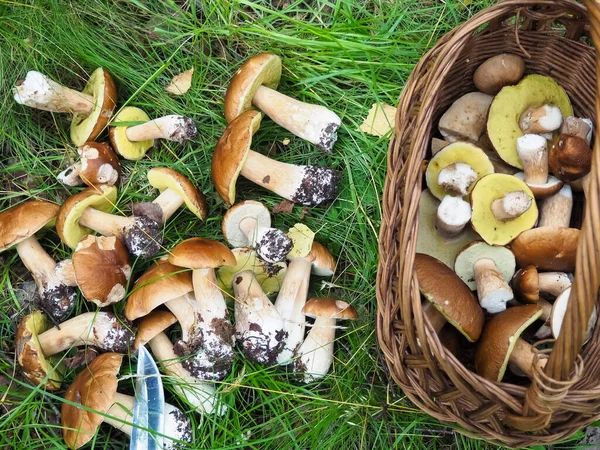 Stock image porcini mushrooms picked in the forest. basket . quiet hunting. hobby