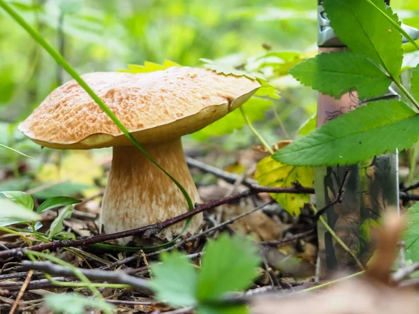 Ormanda bıçaklı nefis beyaz mantarlar. poster.