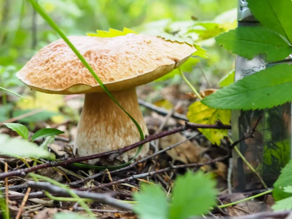 Ormanda bıçaklı nefis beyaz mantarlar. poster.