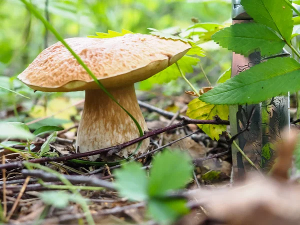 Ormanda bıçaklı nefis beyaz mantarlar. poster.