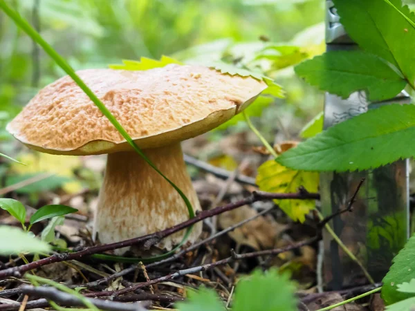 Ormanda bıçaklı nefis beyaz mantarlar. poster.