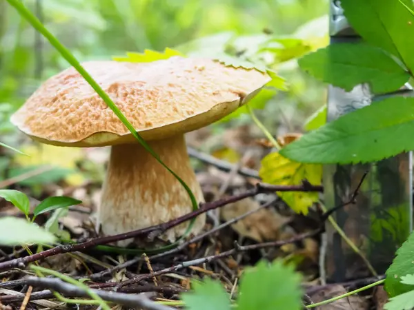 Ormanda bıçaklı nefis beyaz mantarlar. poster.