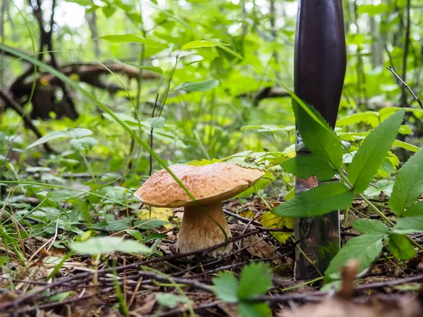 Ormanda bıçaklı nefis beyaz mantarlar. poster.