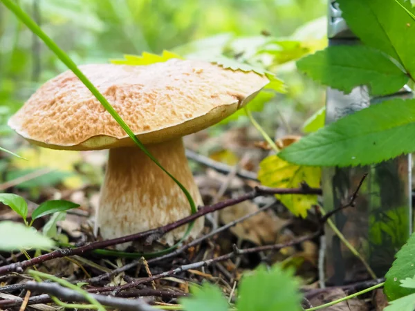 Ormanda bıçaklı nefis beyaz mantarlar. poster.
