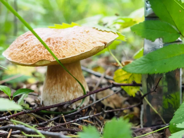 Ormanda bıçaklı nefis beyaz mantarlar. poster.