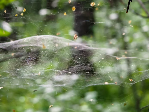 Ormandaki çalıların üzerindeki ağ. orman