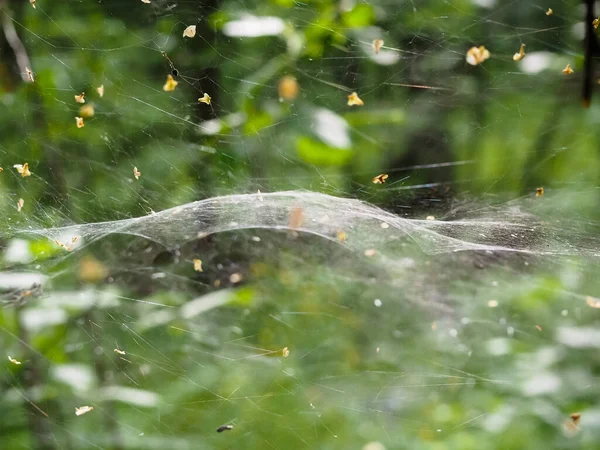 Ormandaki çalıların üzerindeki ağ. orman