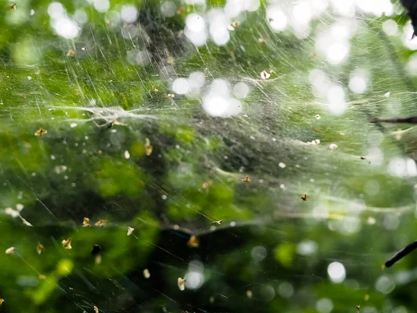 Ormandaki çalıların üzerindeki ağ. orman