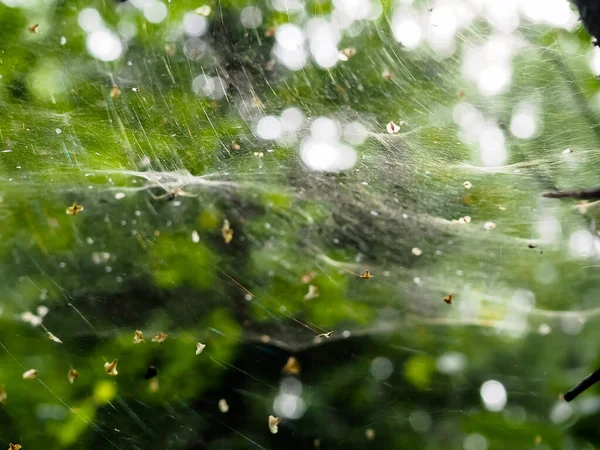 Ormandaki çalıların üzerindeki ağ. orman