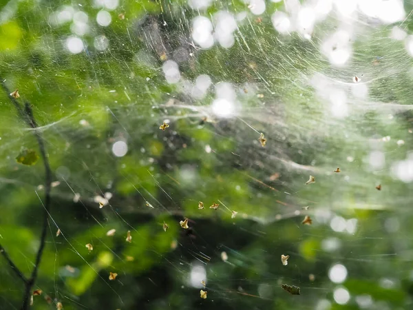 Ormandaki çalıların üzerindeki ağ. orman