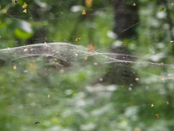 Ormandaki çalıların üzerindeki ağ. orman