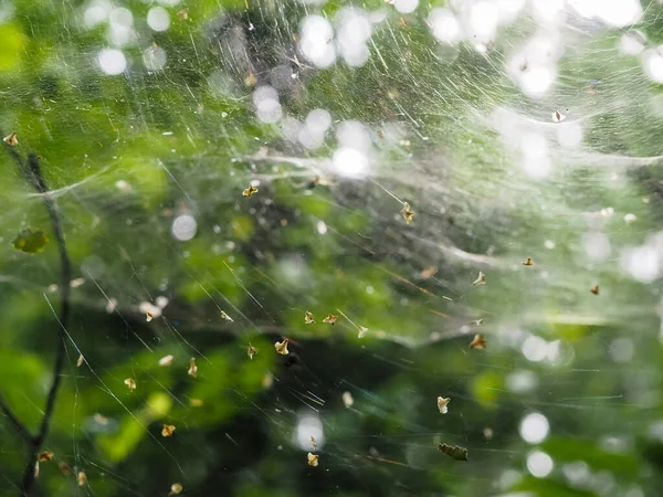 Ormandaki çalıların üzerindeki ağ. orman