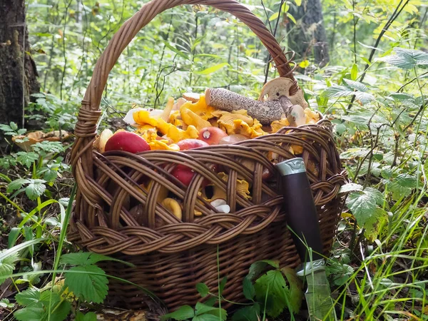 Ormanda bir sepet mantar. Cırcırböceği. Hasır sepet.