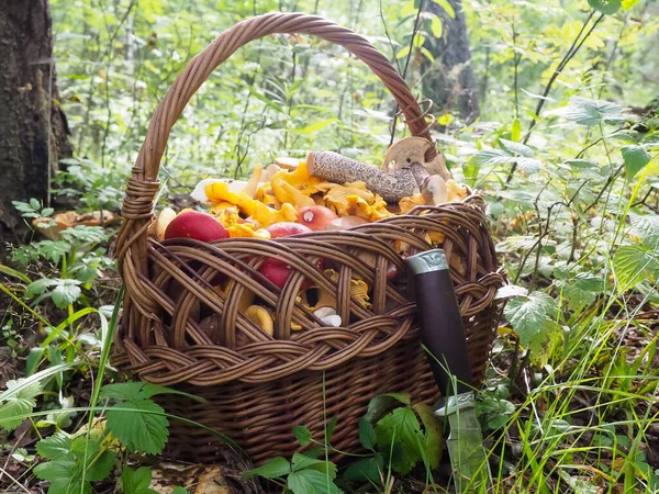 Ormanda bir sepet mantar. Cırcırböceği. Hasır sepet.