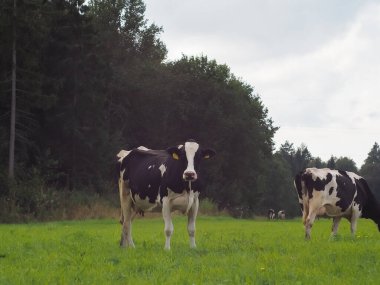 Otlaktaki inekler. Çiftlik. Sığır eti. Süt çiftliği hayvan çiftliği.