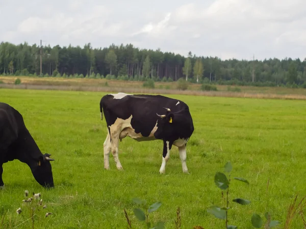 Vacas Campo Pasto Quinta Carne Criação Animais Exploração Leiteira — Fotografia de Stock