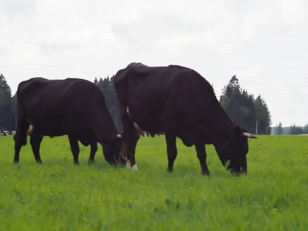 Koeien Het Veld Weide Boerderij Rundvlees Melkveehouderij — Stockfoto