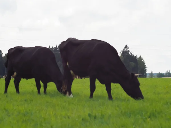 Otlaktaki inekler. Çiftlik. Sığır eti. Süt çiftliği hayvan çiftliği.