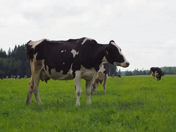 cows in the field on the pasture. farm. beef. dairy farm animal husbandry