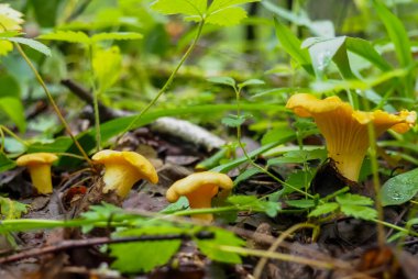 Yeşil çimenlerdeki ormanda mantarlı mantarlar. Taze mantarlar. Hobi. mantar arayışı.