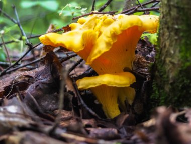 Yeşil çimenlerdeki ormanda mantarlı mantarlar. Taze mantarlar. Hobi. mantar arayışı.