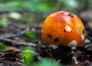 Ormanda bıçakla Russula mantarı. Hasat. Hobi. mantar toplama.