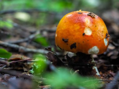 Ormanda bıçakla Russula mantarı. Hasat. Hobi. mantar toplama.